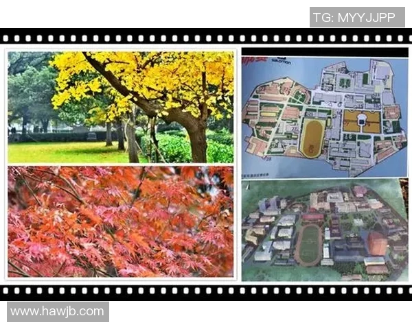 成都篮球队进攻体系解析:战术创新与团队协作的完美结合MBA 成都篮球队进攻体系解析:战术创新与团队协作的完美结合MBA